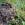 Da ist er, der Rundblättrige Sonnentau (Drosera rotundifolia) 