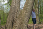 Viele der beeindruckenden alten Bäume des ehemaligen Berenberg-Gossler-Parks wurden von einer Vorfahrin in die Parkanlage importiert, hier eine Esskastanie wie Herwyn Ehlers erklärt