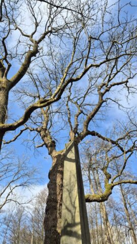 Die Bäume scheinen den den Obelisken zu umarmen, der jetzt seit 226 Jahren an fest und unverrückbar an gleicher Stelle steht Die Bäume scheinen den den Obelisken zu umarmen, der jetzt seit 226 Jahren an fest und unverrückbar an gleicher Stelle steht